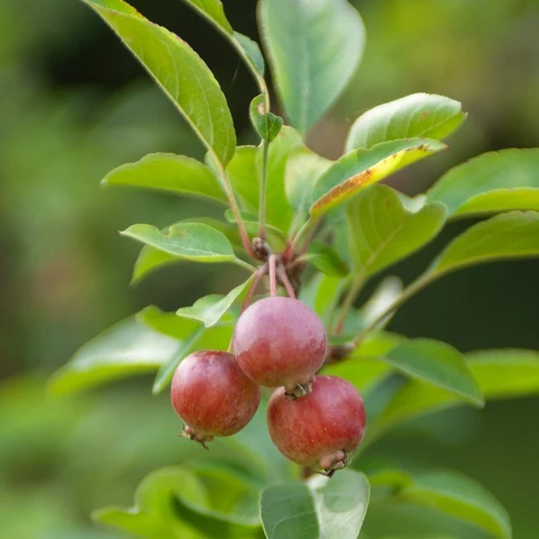 Zierapfel ‘Evereste’