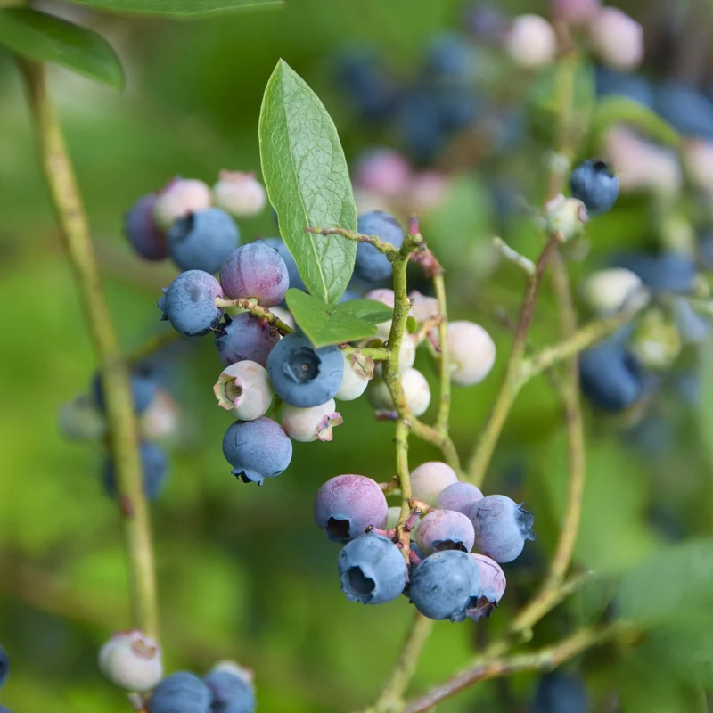 Heidelbeere ‚Bluecrop‘