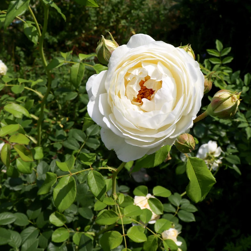 Englische Rose ‘Claire Austin’®