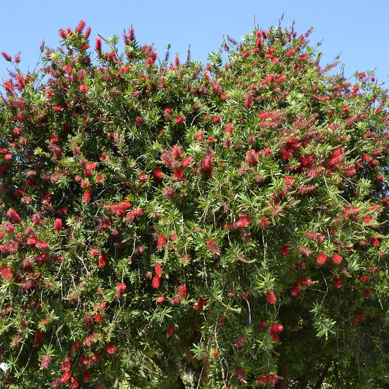 Roter Lampenputzerstrauch