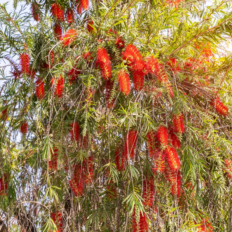 Roter Lampenputzerstrauch