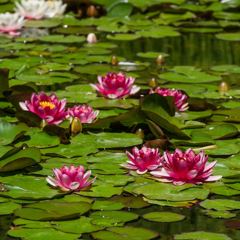 Seerose 'Attraction'