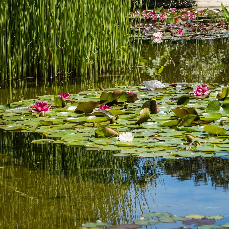 Seerose 'Attraction'