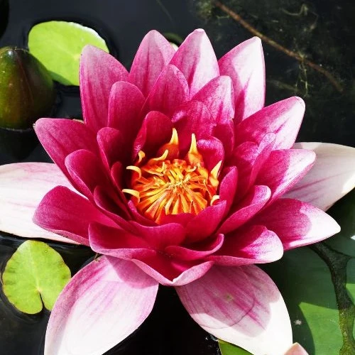 Seerose 'Attraction'