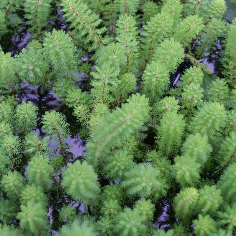 Tausendblatt 'Red Stem'