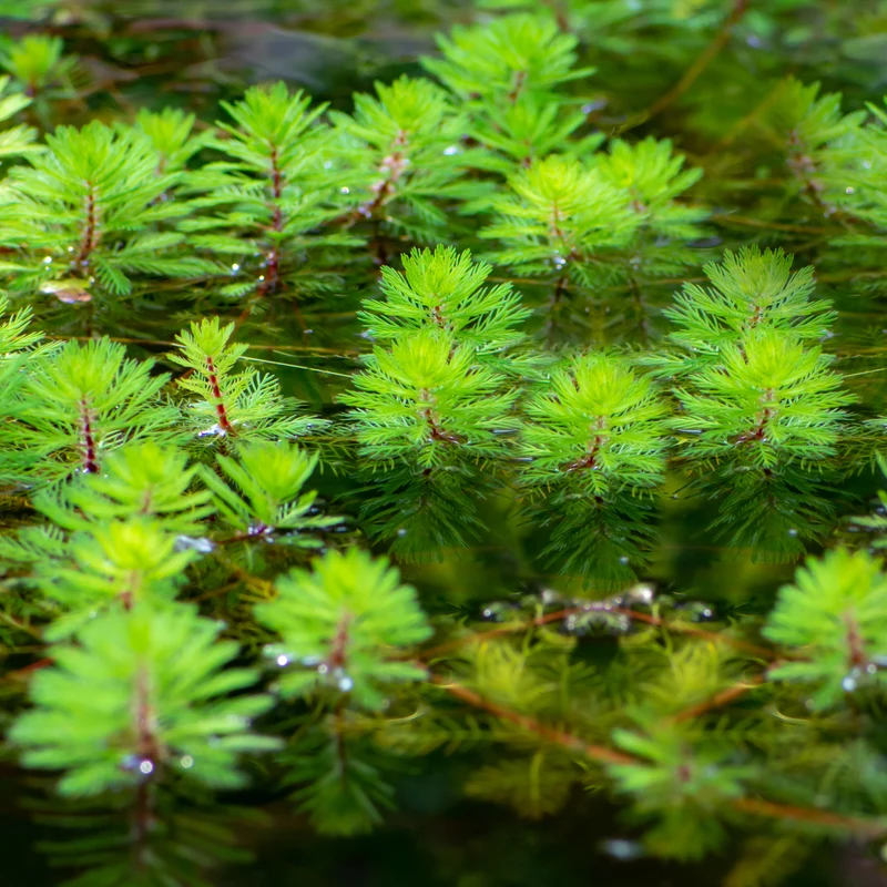 Tausendblatt 'Red Stem'