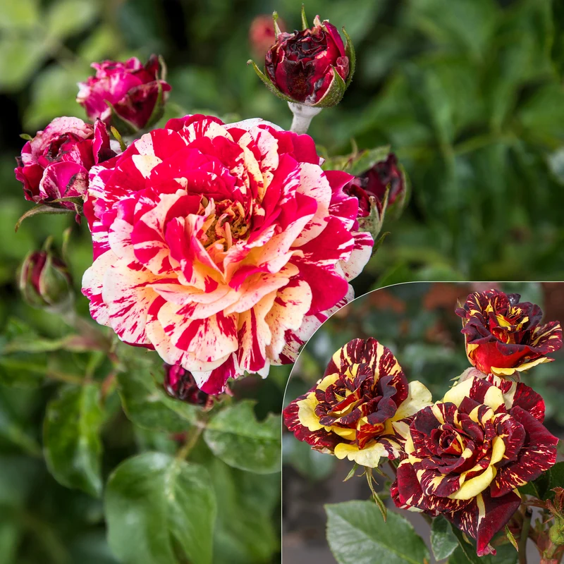 Beetrose 'Abracadabra'®
