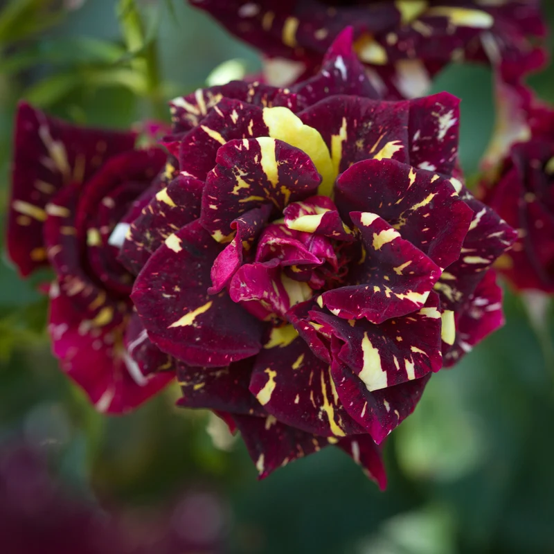 Beetrose 'Abracadabra'®