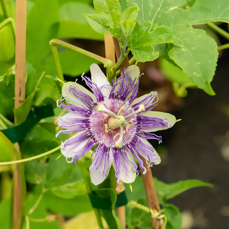 Passionsblume