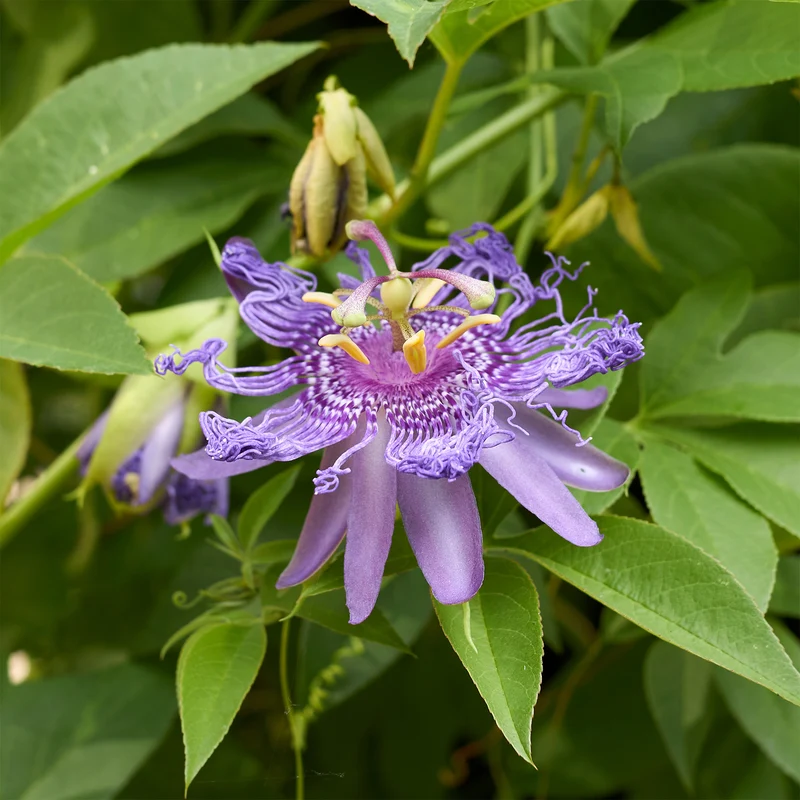 Passionsblume