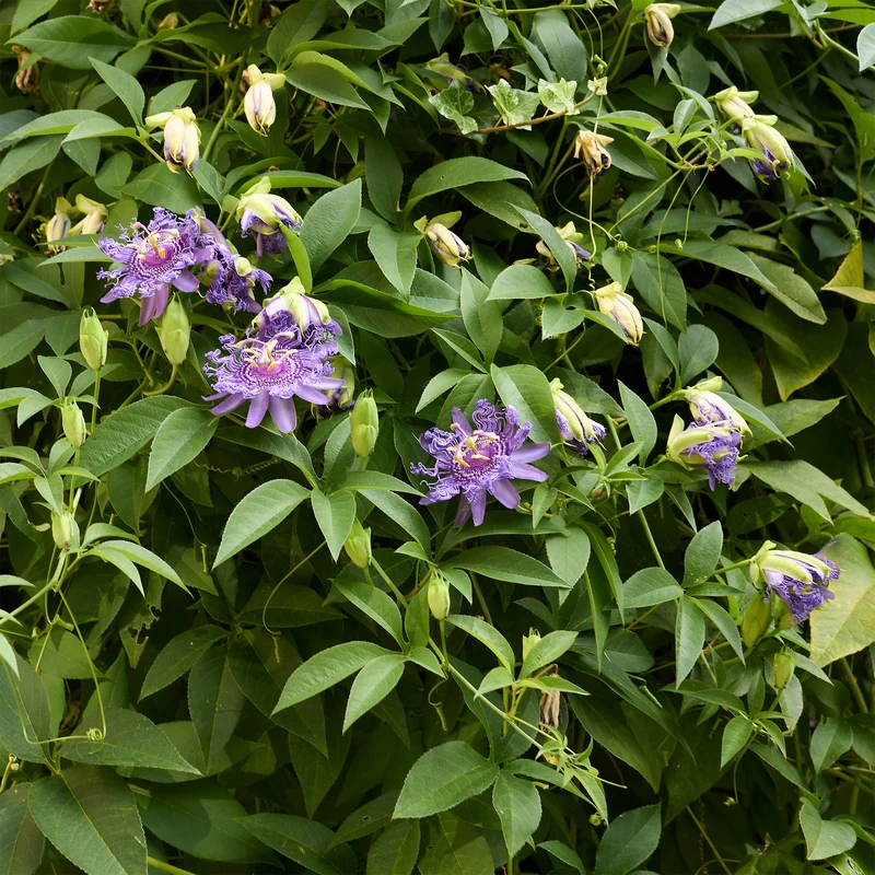 Passionsblume