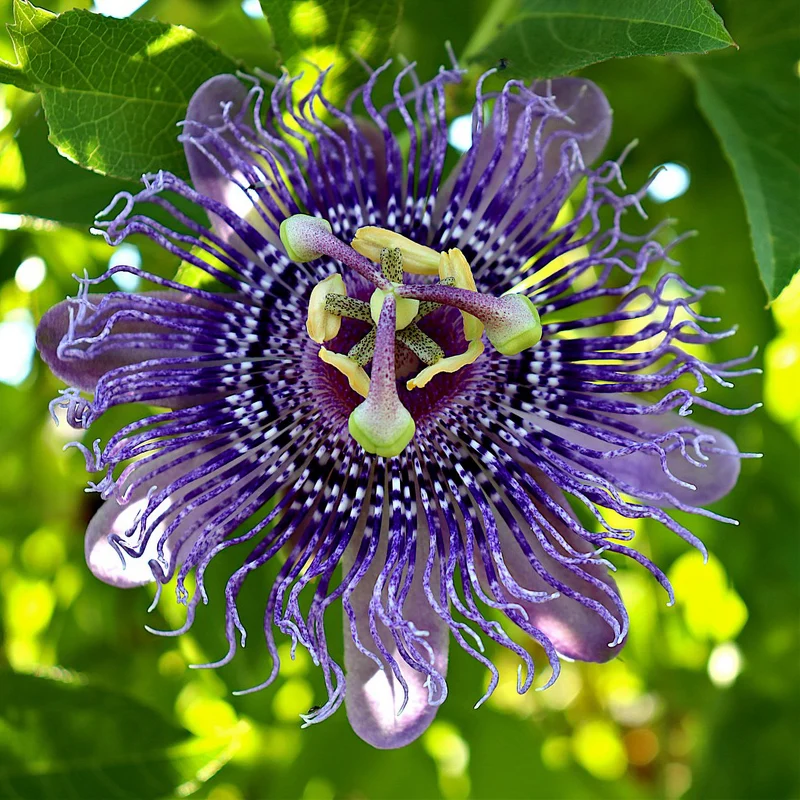 Passionsblume