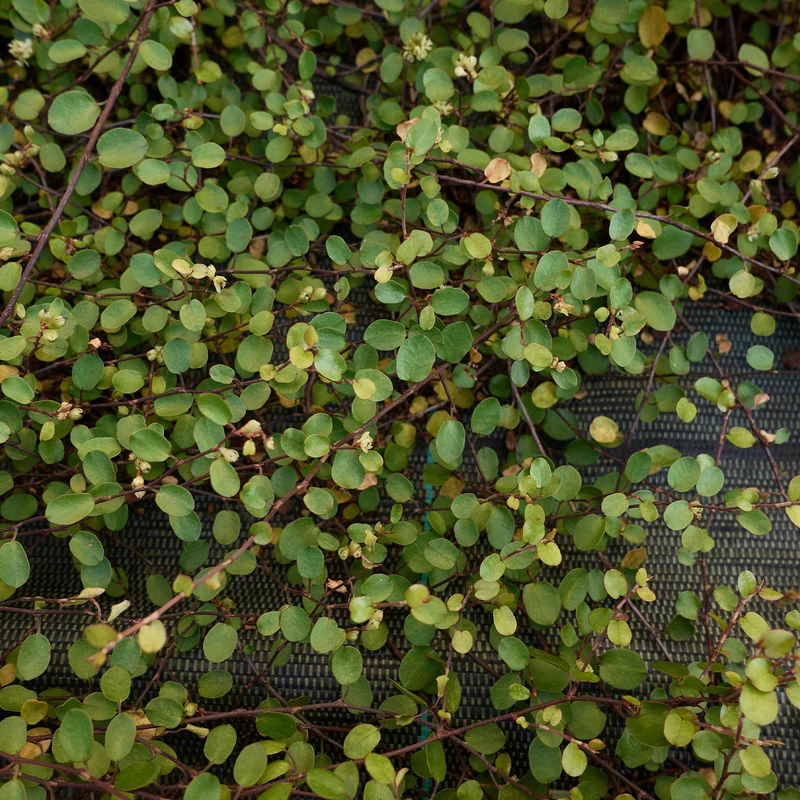 Mühlenbeckia (kriechend & kletternd)
