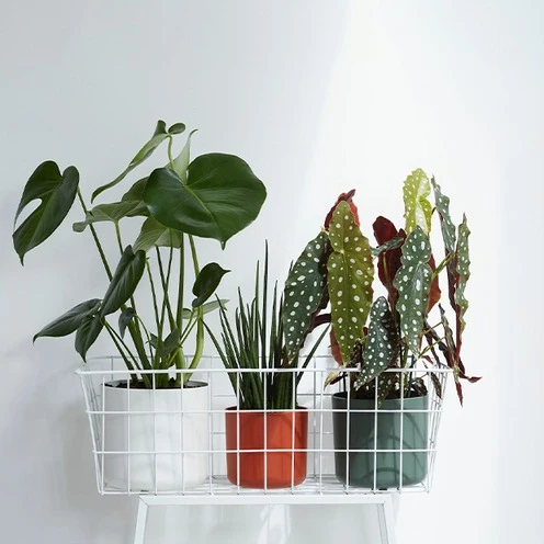 Elho Blumentopf B.for soft rund klinkerrot