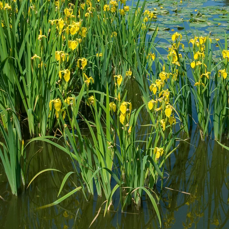 Sumpfschwertlilie