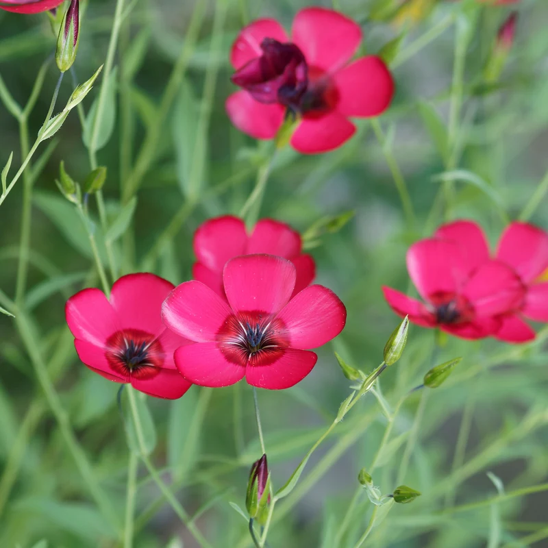 Roter Lein