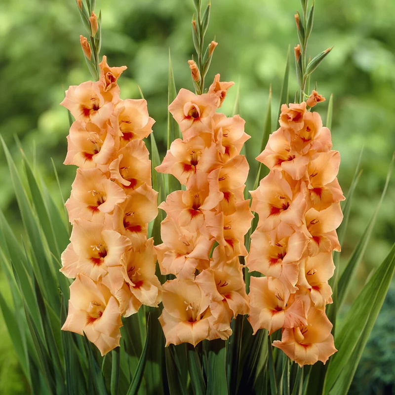 Gladiolen ‘Peter Pears’ (x25)