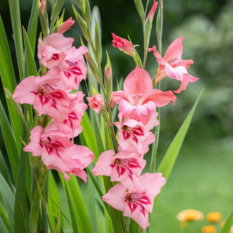 25 Zwerggladiolen rosa