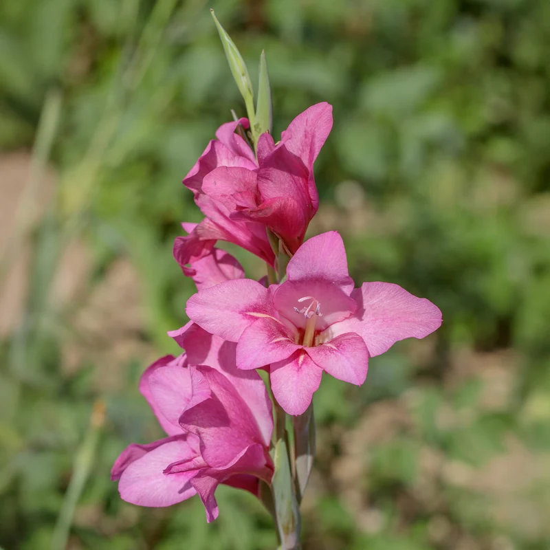 25 Zwerggladiolen rosa