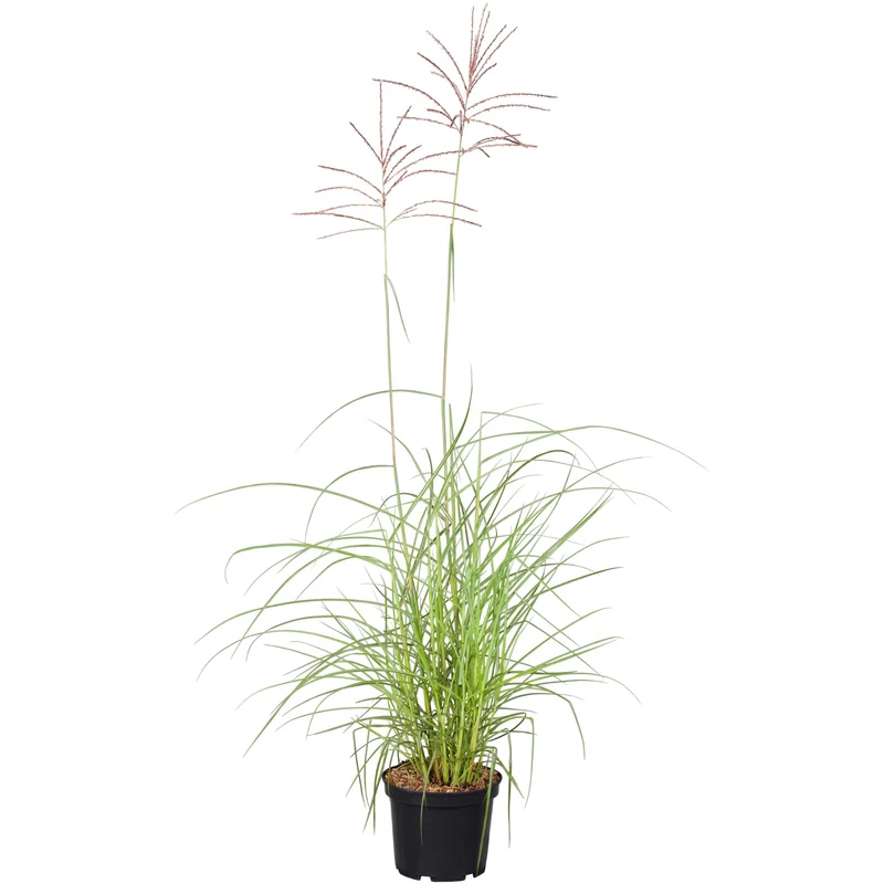 Chinaschilf 'Flamingo'