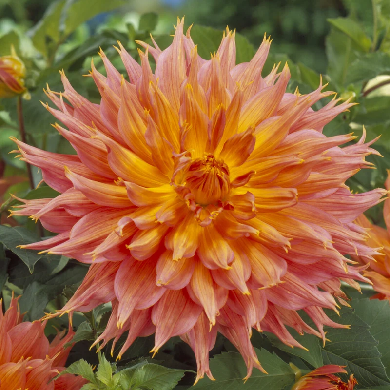 Kaktusdahlie ‘Omega’