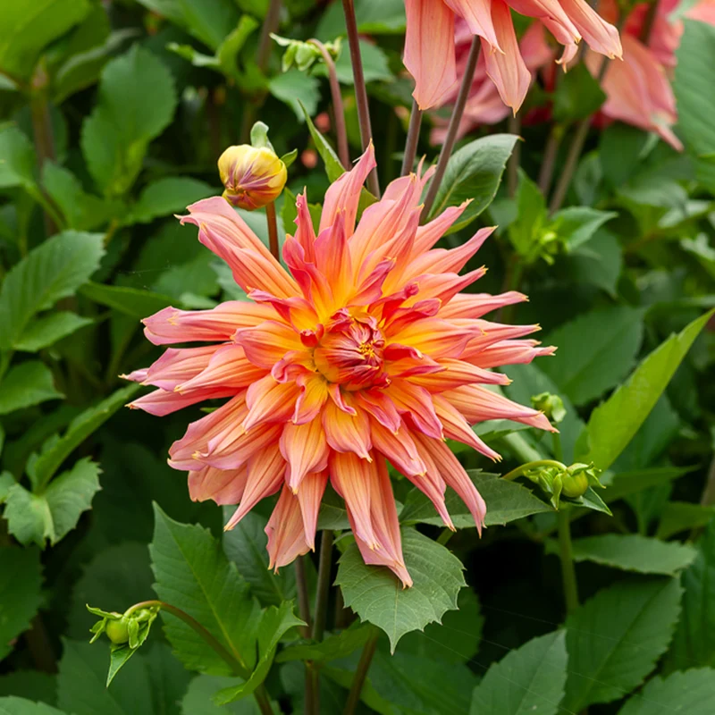 Kaktusdahlie ‘Omega’