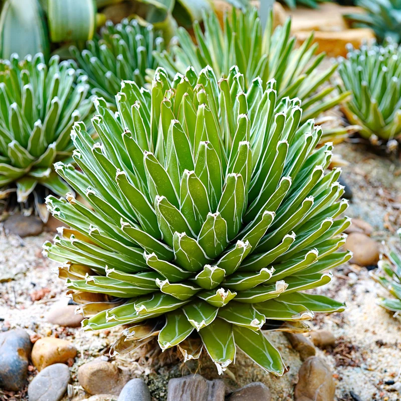 Königin-Victoria-Agave