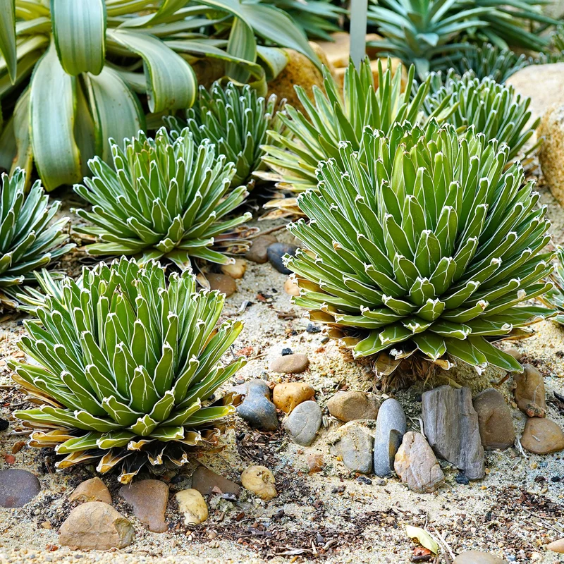 Königin-Victoria-Agave