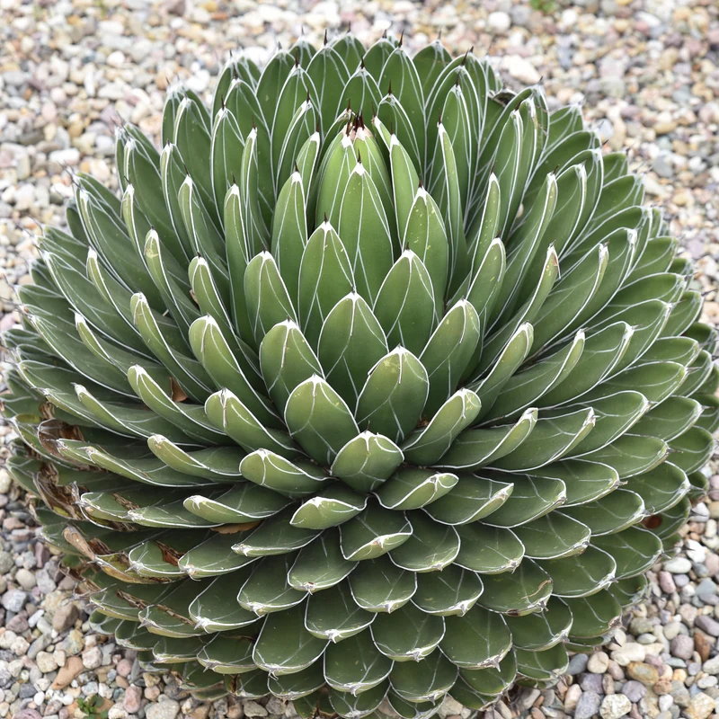 Königin-Victoria-Agave