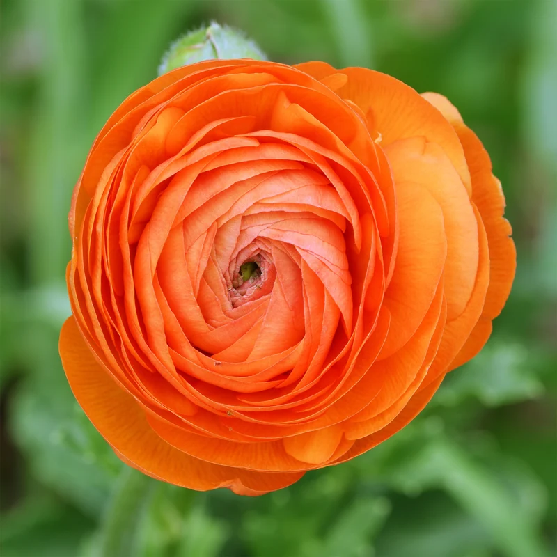 Asiatische Ranunkeln Orange (x10)
