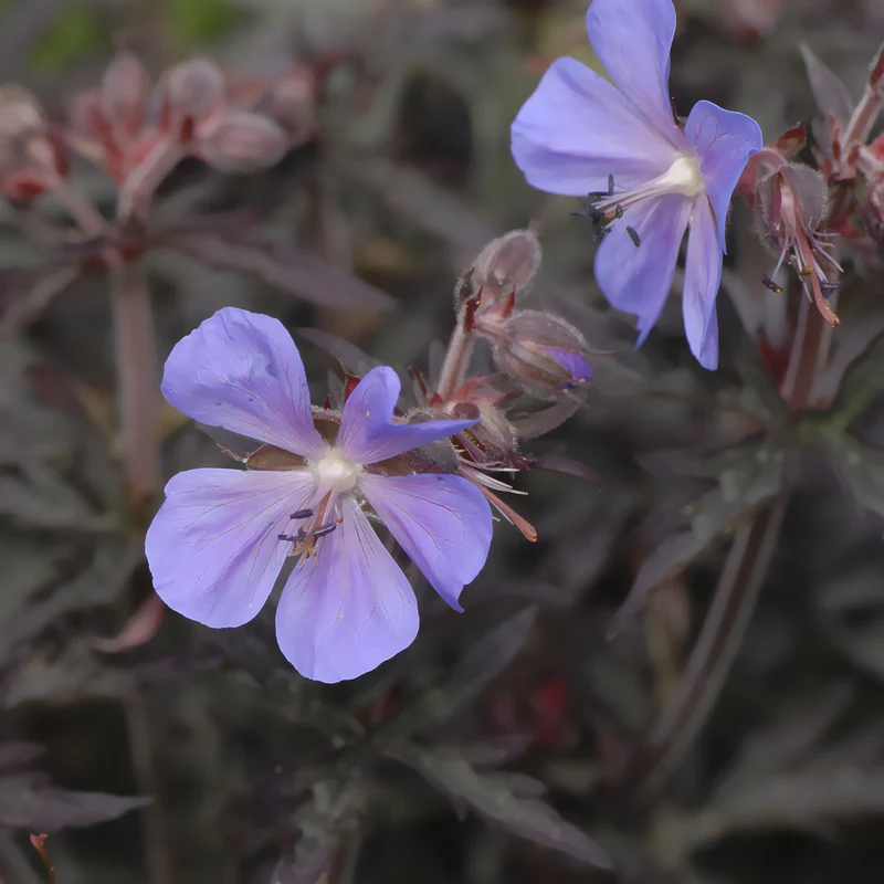 Wiesen-Storchschnabel ‘Midnight Reiter’