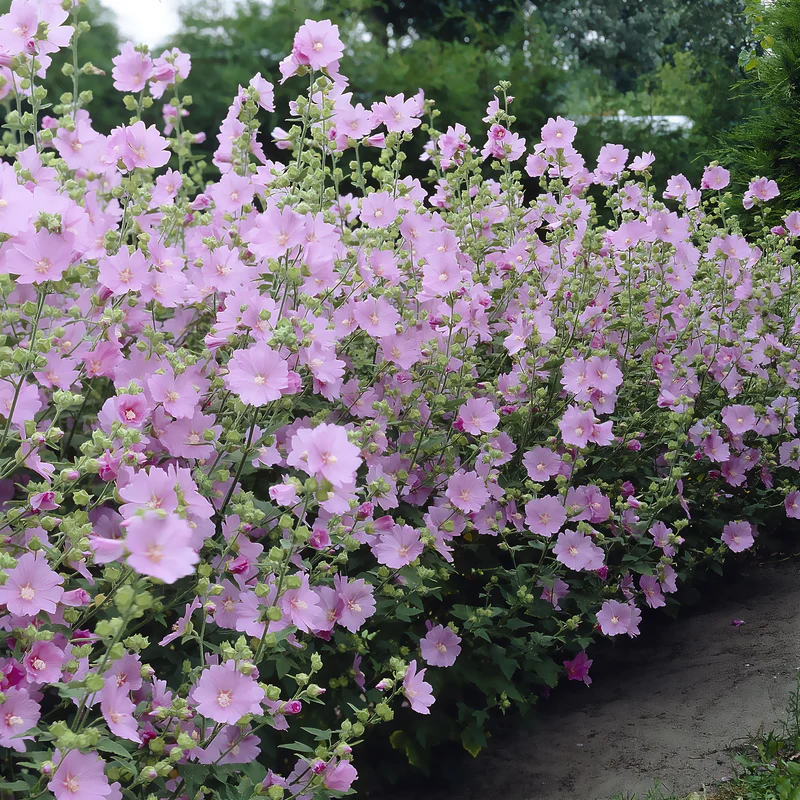 Lavatera Candy Floss