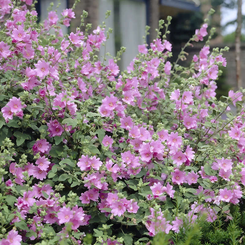 Lavatera Candy Floss