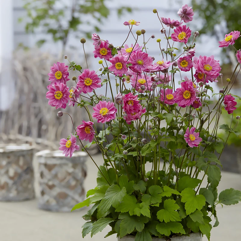 Japanische Anemone Margarete