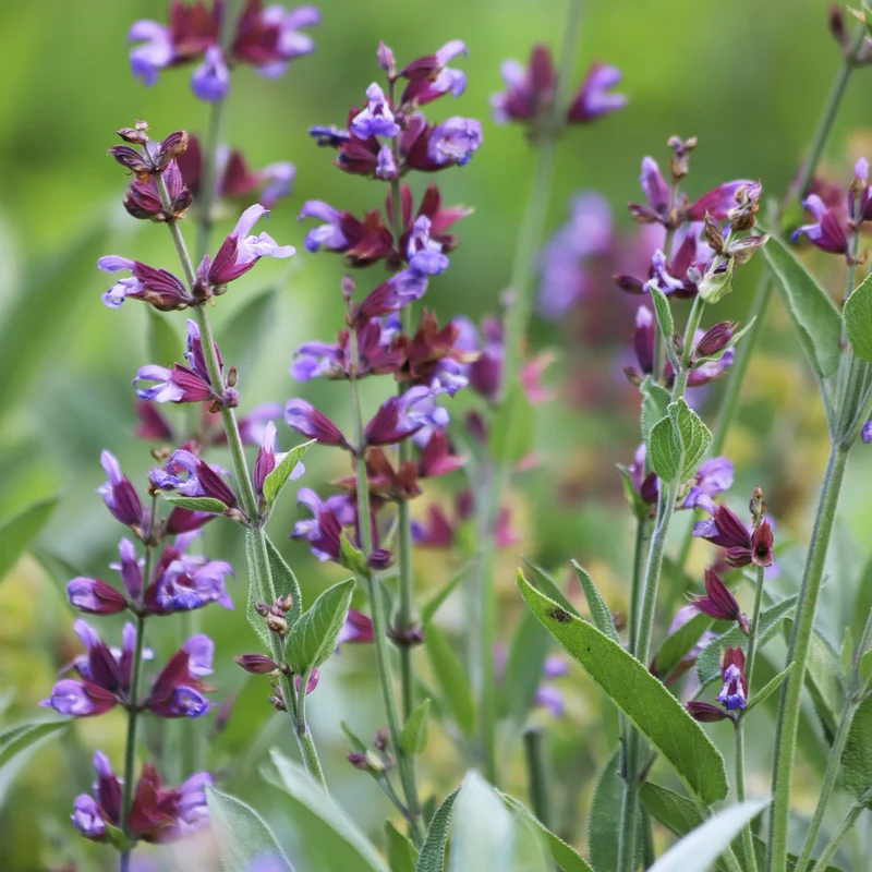 Gartensalbei
