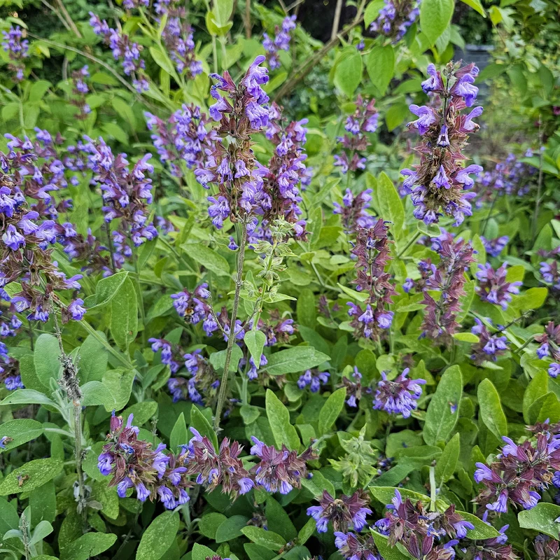 Gartensalbei