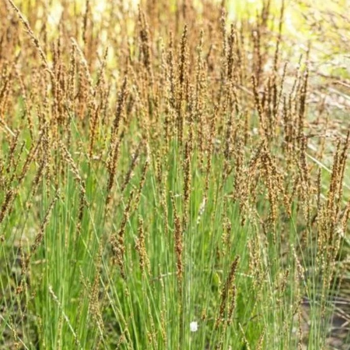 Pfeifengras 'Moorflamme'