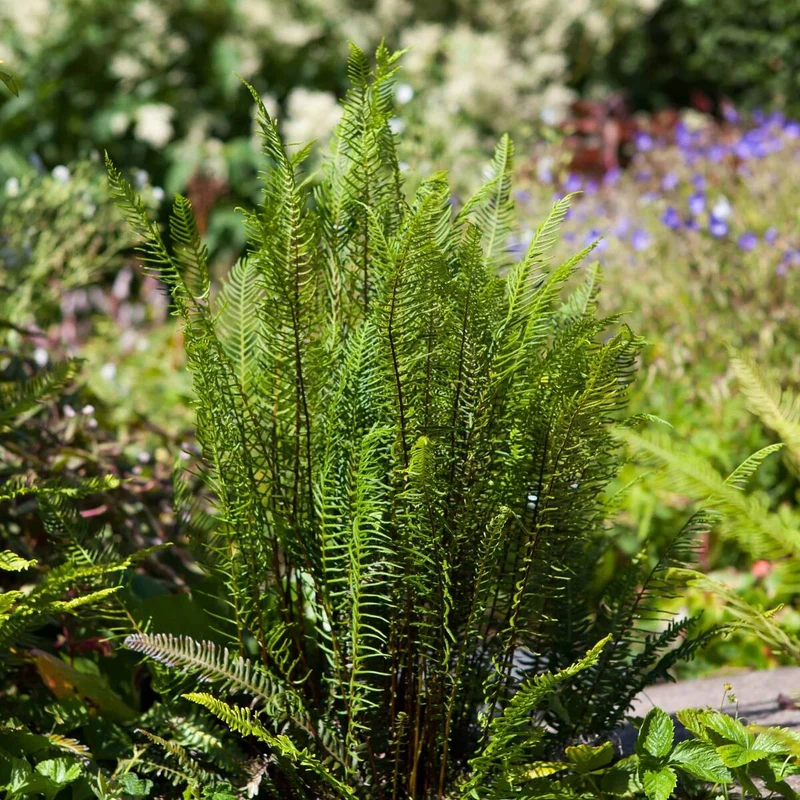 Pfeifengras 'Moorflamme'