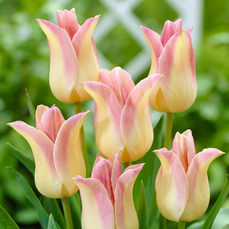 Lilienblütige Tulpen ‘Elegant Lady’ (x5)