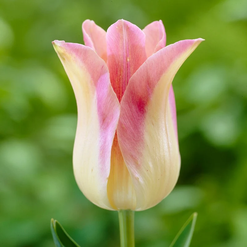 Lilienblütige Tulpen ‘Elegant Lady’ (x5)