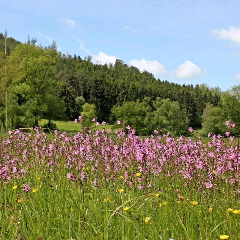 Kuckucksnelke