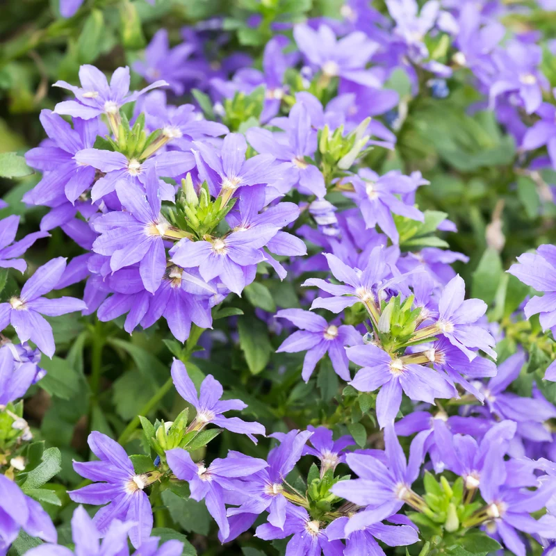 Lila Fächerblume