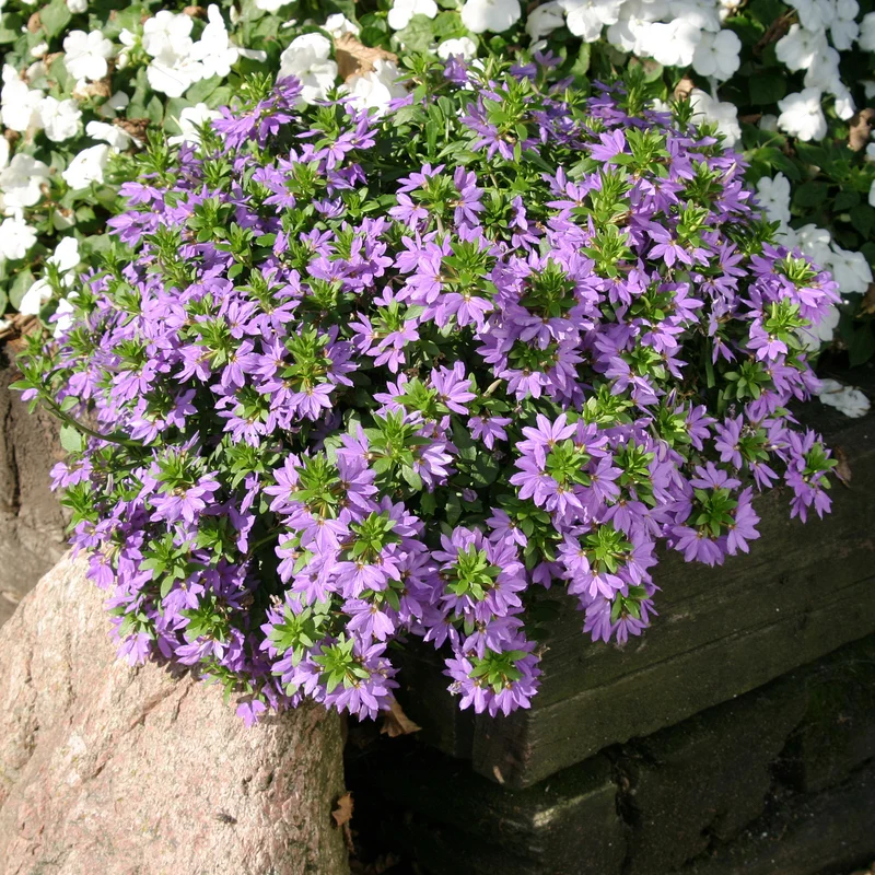 Lila Fächerblume