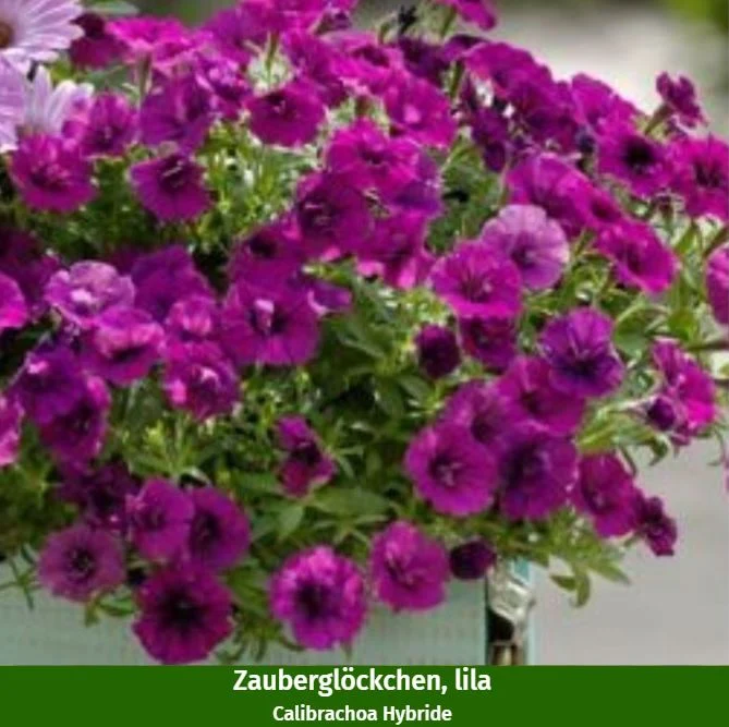Balkonblumen "Kräutergarten & Blütenmagie"