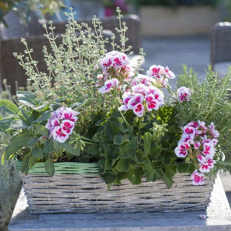 Balkonblumen "Kräuterduft & Blütenzauber"