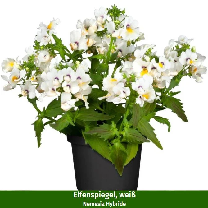 Balkonblumen "Blütenmeer & Kräuterfrische"