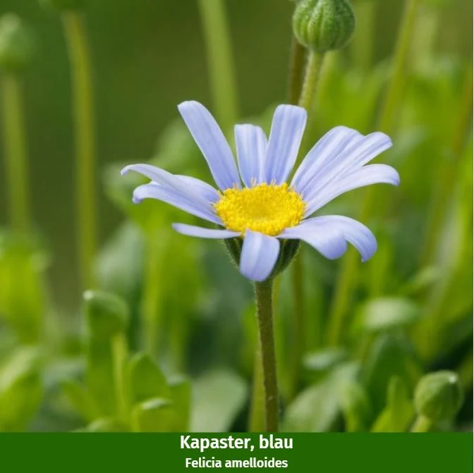 Balkonblumen "Blau-Weißer Sommerzauber"