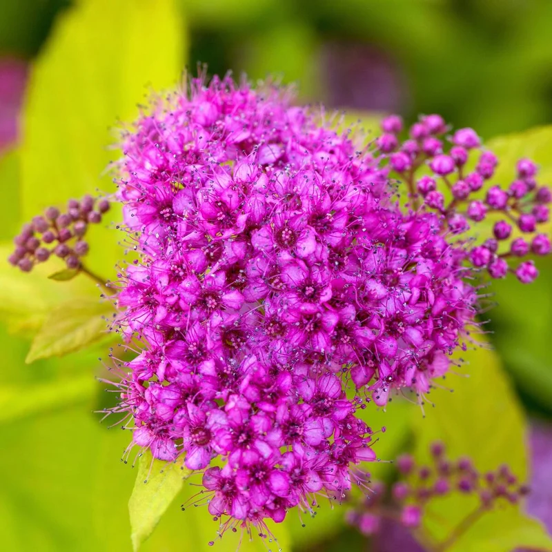 Gelbe Zwergspiere 'Golden Princess'