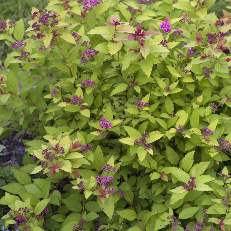 Gelbe Zwergspiere 'Golden Princess'