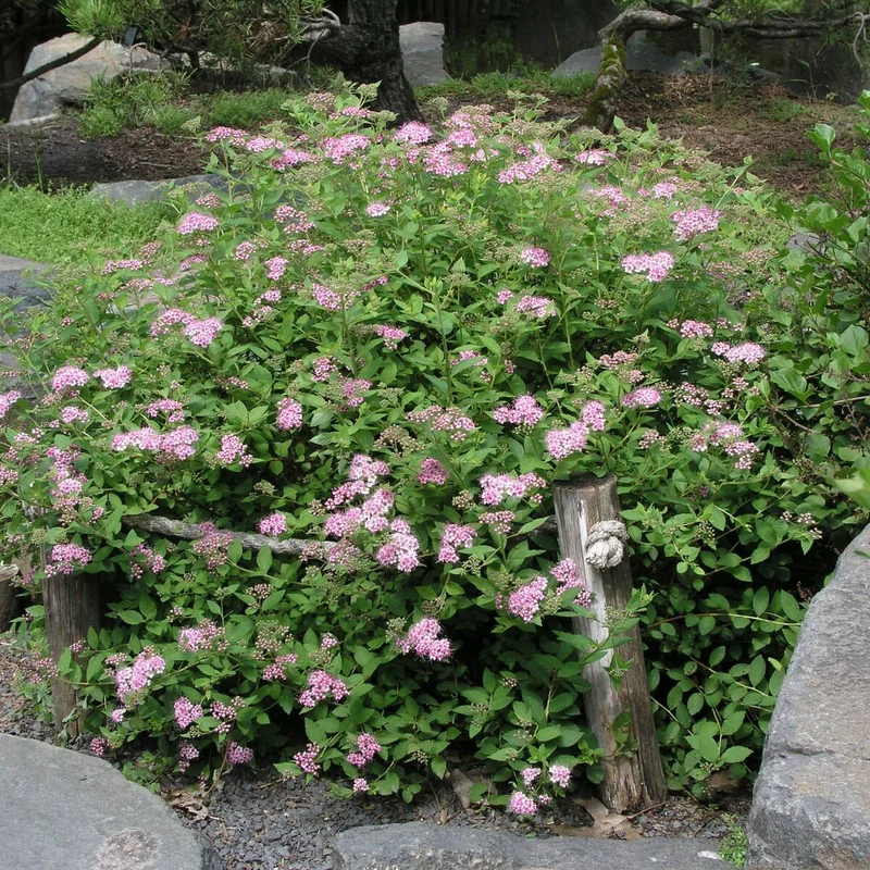 Rosa Zwergspiere 'Little Princess'